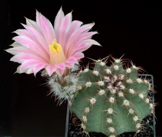 Echinocereus_weinbergerii